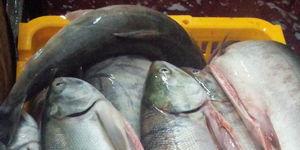 Рыба кета: польза и вред, состав, калорийность и жирность, секреты самых вкусных блюд