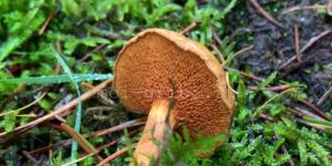 Перечный гриб: ядовитый или нет Как выглядит перечный гриб